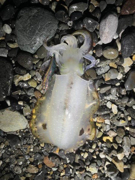 アオリイカ釣行