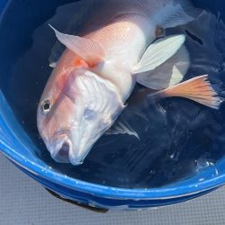 昼からの釣果