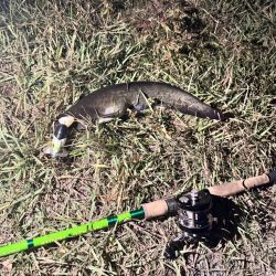 仕事帰りの鯰釣りルアー