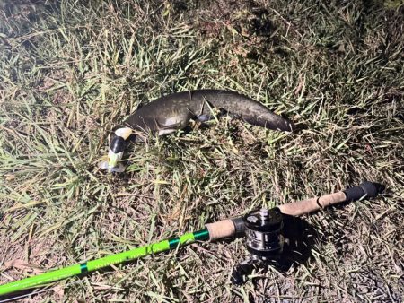 仕事帰りの鯰釣りルアー
