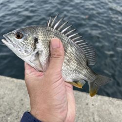 グレとカワハギ狙い