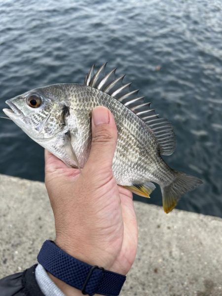 グレとカワハギ狙い