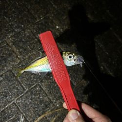 雨上がり🎣