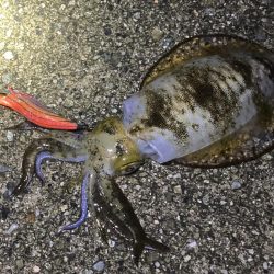 雨上がりのエギング