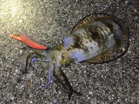 雨上がりのエギング