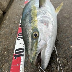 やっと出ました！