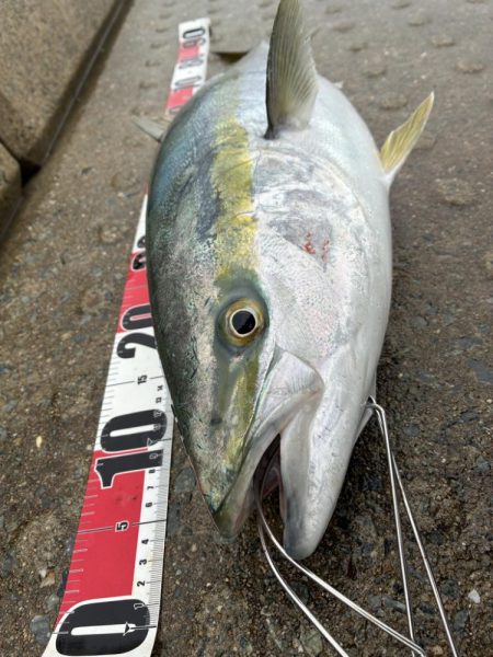 やっと出ました！