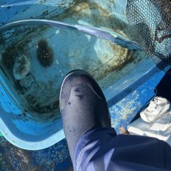 ノマセ釣りでタチウオ