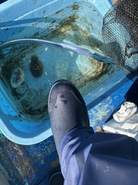 ノマセ釣りでタチウオ