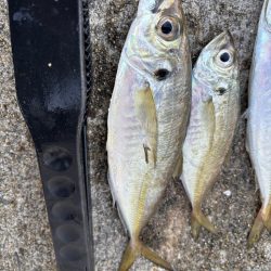 デカアジ釣れてます
