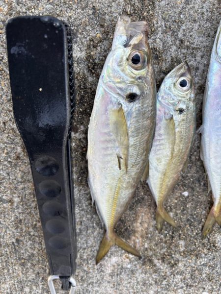 デカアジ釣れてます