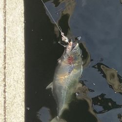 三連休最終サゴシ狩り