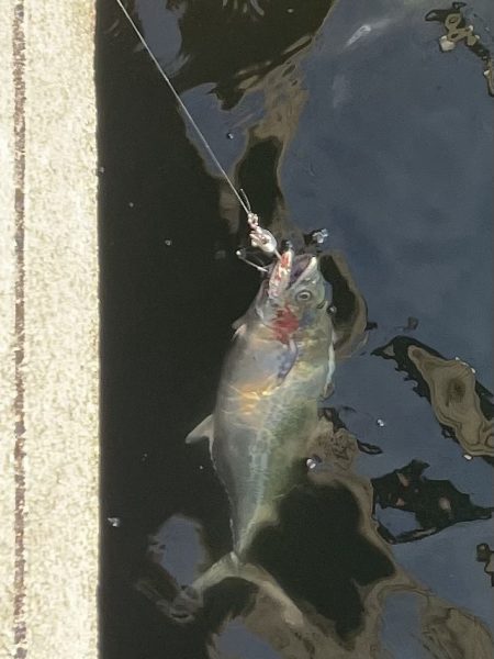 三連休最終サゴシ狩り