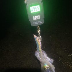 アオリイカもう少しで1kg