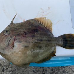 シロギスタ:久々の沖堤防