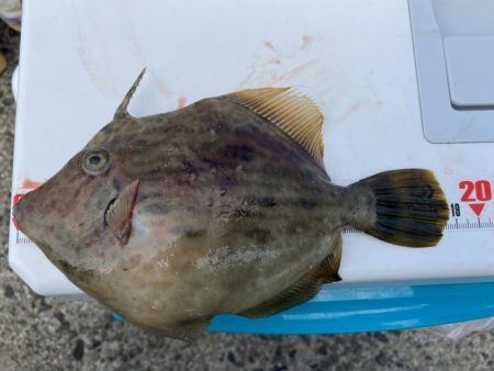 シロギスタ:久々の沖堤防