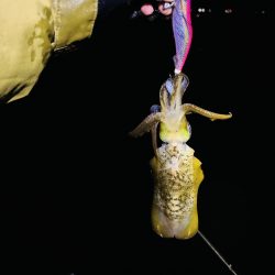 【淡路島】秋イカ探し