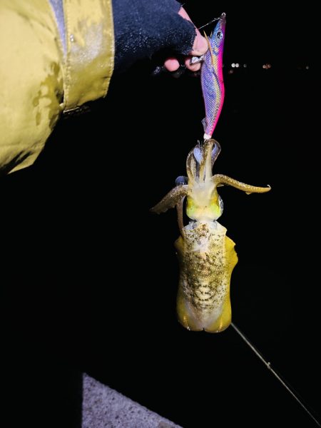 【淡路島】秋イカ探し