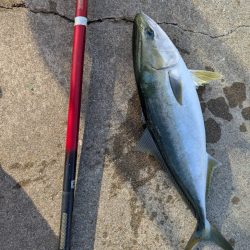 ハマチゲットしました!