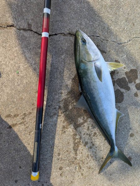 ハマチゲットしました！