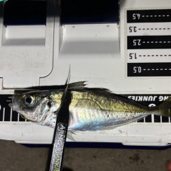 そろそろ中アジ⁈