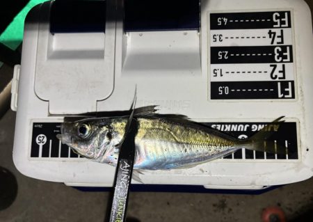 そろそろ中アジ⁈