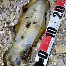 良型アオリイカ