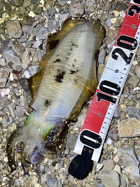 良型アオリイカ