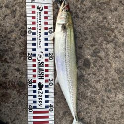 そろそろハマちゃんが釣りたい・・・