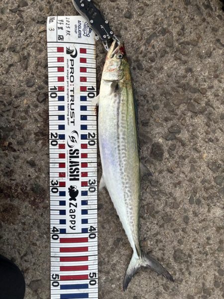 そろそろハマちゃんが釣りたい・・・