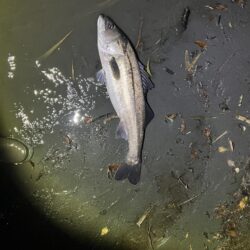 ランカーシーバス！