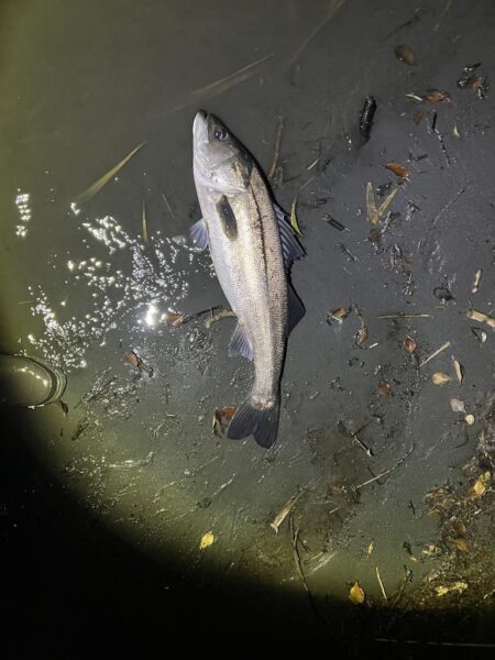 ランカーシーバス！