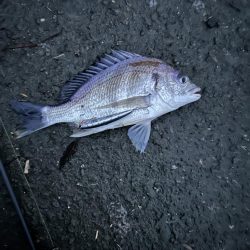 ヒラスズキとキビレ