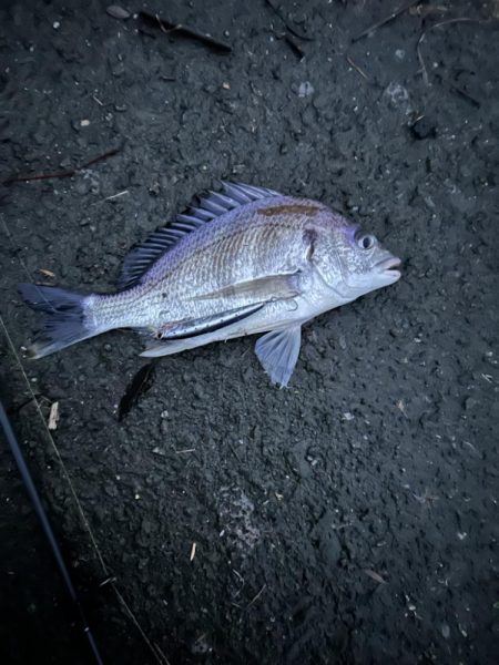 ヒラスズキとキビレ