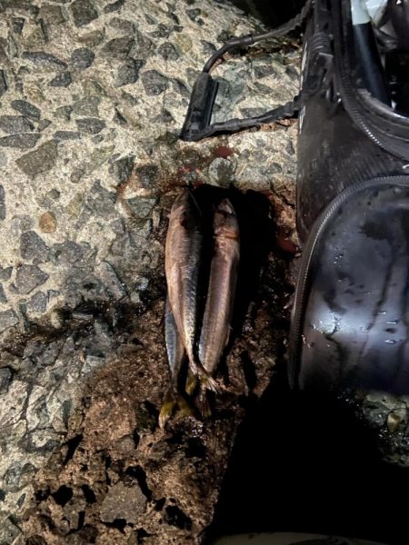 身近なポイントで高級魚キャッチ