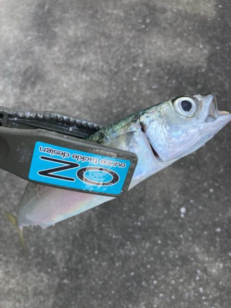 フロートリグでサバング