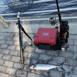 今年初のコスモ