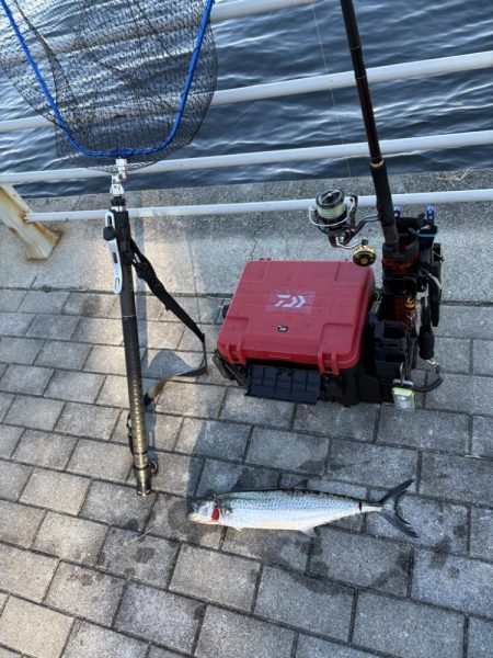 今年初のコスモ