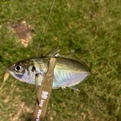 サバをかわしてアジ