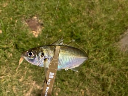 サバをかわしてアジ