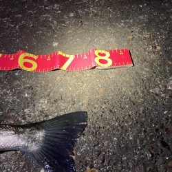 コノシロの大合唱にお手上げだったが!