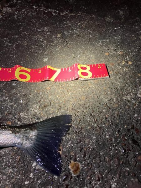 コノシロの大合唱にお手上げだったが!