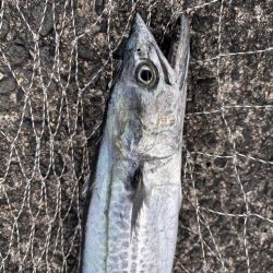 駆け込みサゴシ！