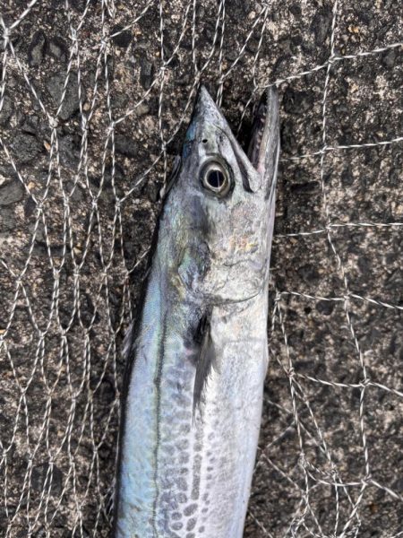 駆け込みサゴシ！