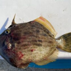 カワハギ&アジ一束釣り