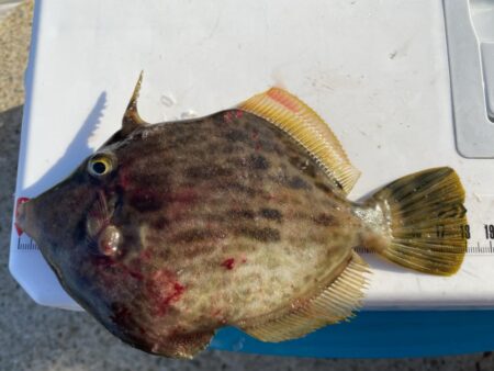 カワハギ&アジ一束釣り