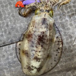 来たーキロアップ