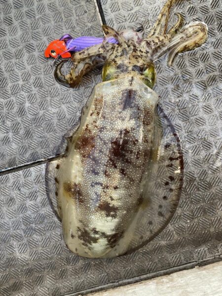 来たーキロアップ