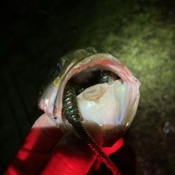 デスアダーの季節