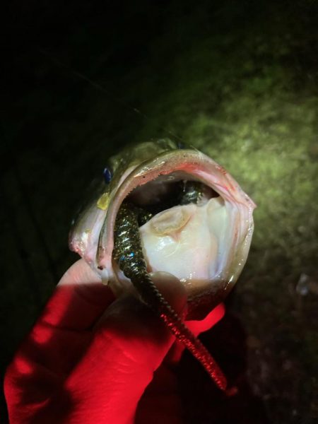 デスアダーの季節